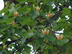 Liriodendron tulipifera