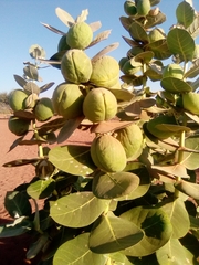 Calotropis procera image