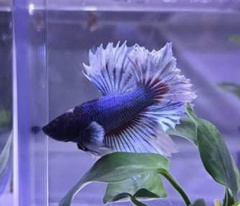 Betta splendens