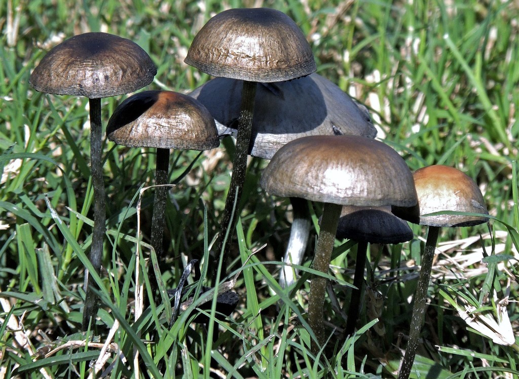 Panaeolus cyanescens · May 2013 · photo: © hhulsberg (iNaturalist, cc-by)
