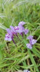 Linaria amethystea