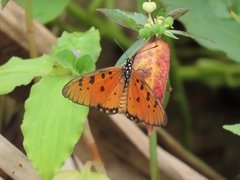 Acraea terpsicore