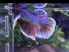 Betta splendens