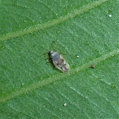 Ulotingis brasiliensis