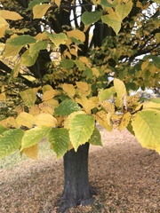 Magnoliopsida