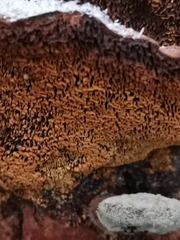 Phellinus abietis
