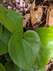 Hexastylis rhombiformis