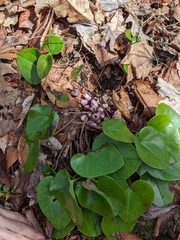Hexastylis rhombiformis