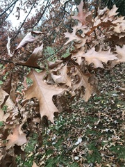 Quercus