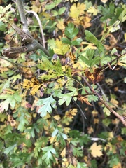 Crataegus