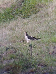 Daptrius albogularis