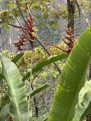 Heliconia hirsuta
