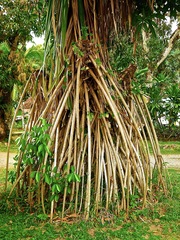 Pandanus odorifer