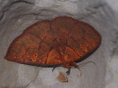 Singara diversalis