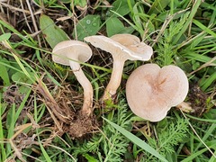 Clitocybe dealbata