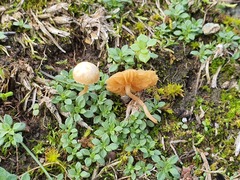 Galerina graminea
