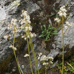 Micranthes nelsoniana aestivalis