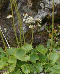 Micranthes nelsoniana aestivalis
