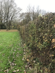 Crataegus