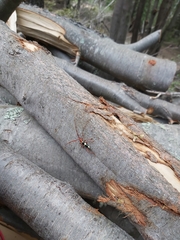 Achenoderus octomaculatus