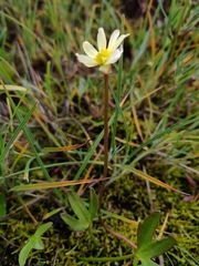 Ranunculus × spitzbergensis