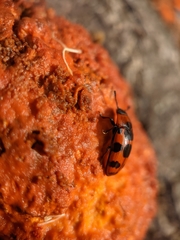 Episcaphula australis