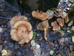 Pholiota adiposa