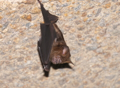 Hipposideros armiger