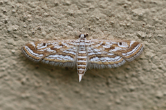 Parapoynx fluctuosalis