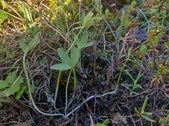 Ranunculus × spitzbergensis