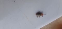 Disonycha leptolineata