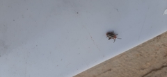 Disonycha leptolineata