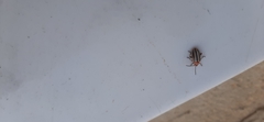 Disonycha leptolineata