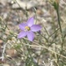 Stewart's Gilia - Photo (c) debm, some rights reserved (CC BY-NC), uploaded by debm