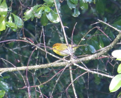 Phylloscopus ruficapilla