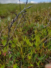 Ranunculus × spitzbergensis
