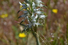 Chloraea multiflora