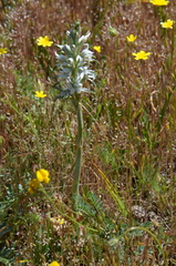 Chloraea multiflora