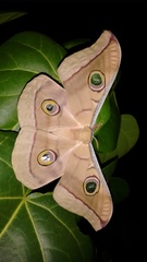 Antheraea paphia