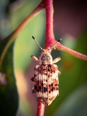 Pelororhinus transversus