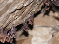 Hipposideros speoris