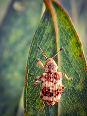 Pelororhinus transversus