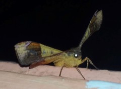 Fascellina