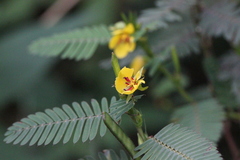 Chamaecrista leschenaultiana