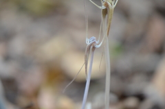 Arachnitis uniflora