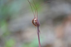 Arachnitis uniflora