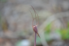 Arachnitis uniflora