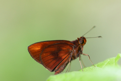 Miltomiges cinnamomea