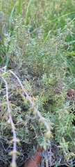 Thymus mongolicus