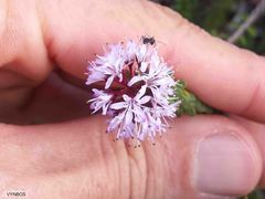 Agathosma lanceolata